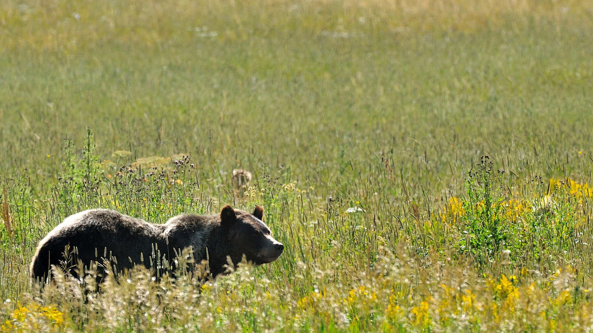 grizzly habitat . west yellowstone montana