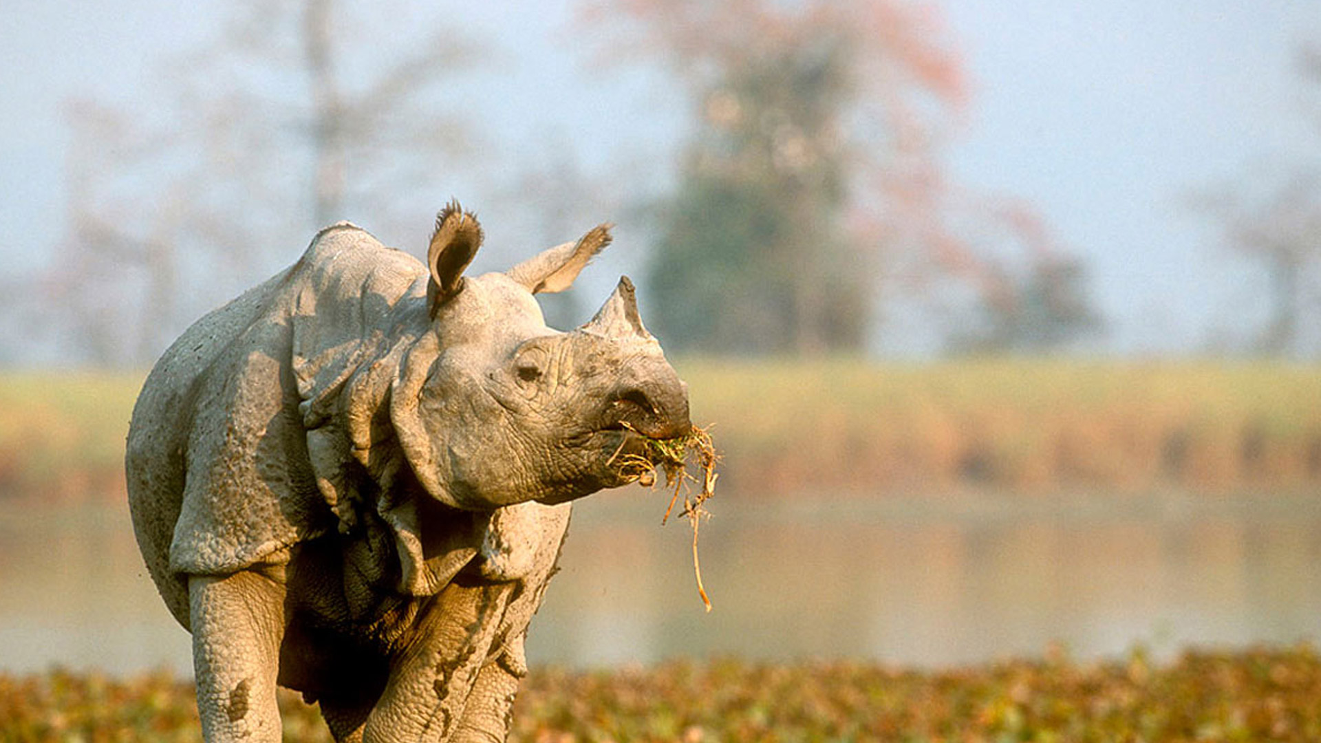 indian rhino . niabi zoo illinois